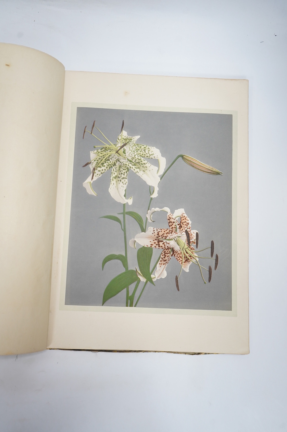 Ogawa, Kazumasa - Some Japanese Flowers. First Edition. 37 (ex.38) coloured collotype plates (within colour ruled borders, and with captioned guards); original patterned brocade cloth, ge., gold flecked cream e/ps. folio